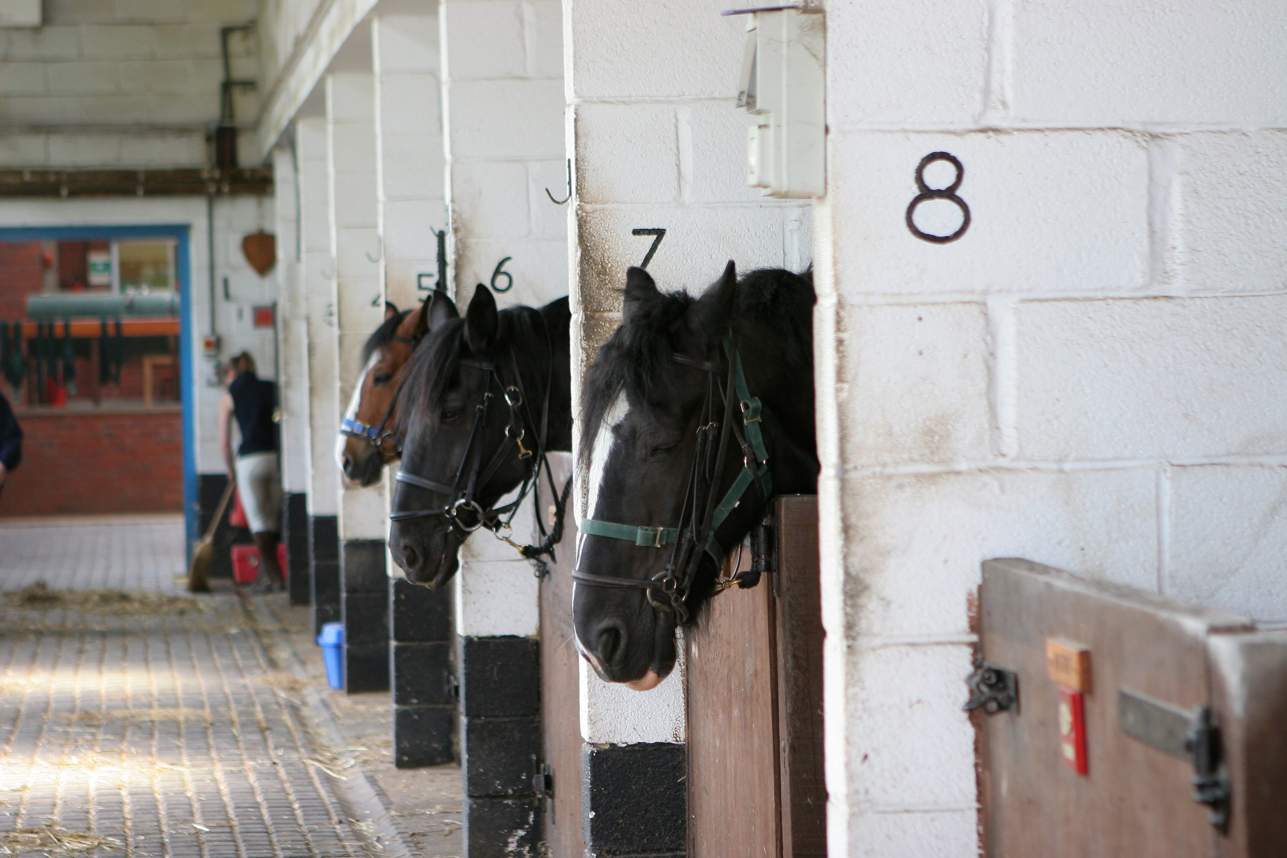 Horse Sponsorship The Diamond Centre