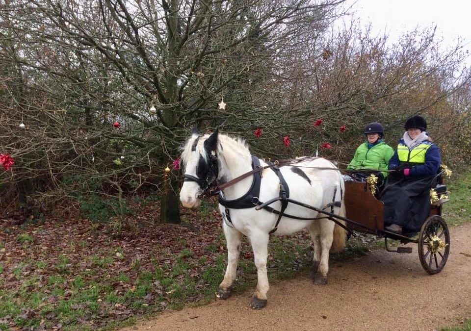 Diamond Carriage Driving Group