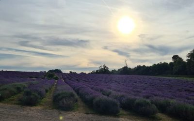 Lavender Fields Evening – thank you!