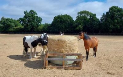 Summer Hay Appeal