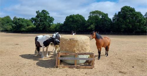 Summer Hay Appeal