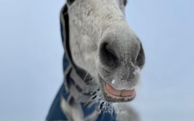 Horse Update – Dom!