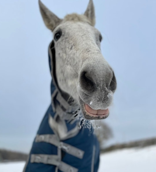 Horse Update – Dom!