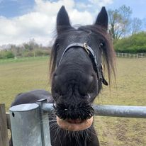 Horse update – Ebony!