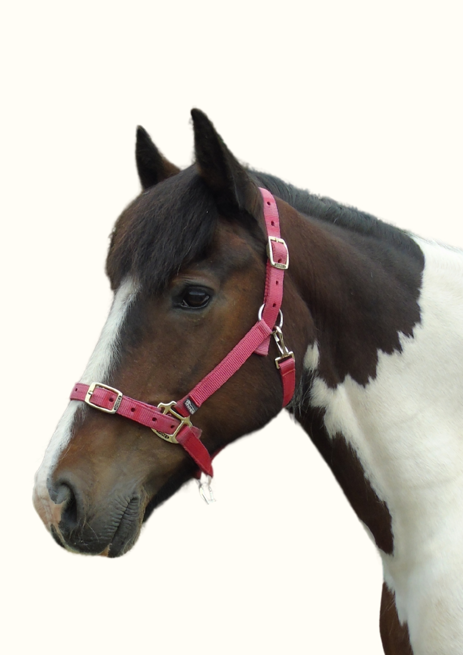 Bessie
