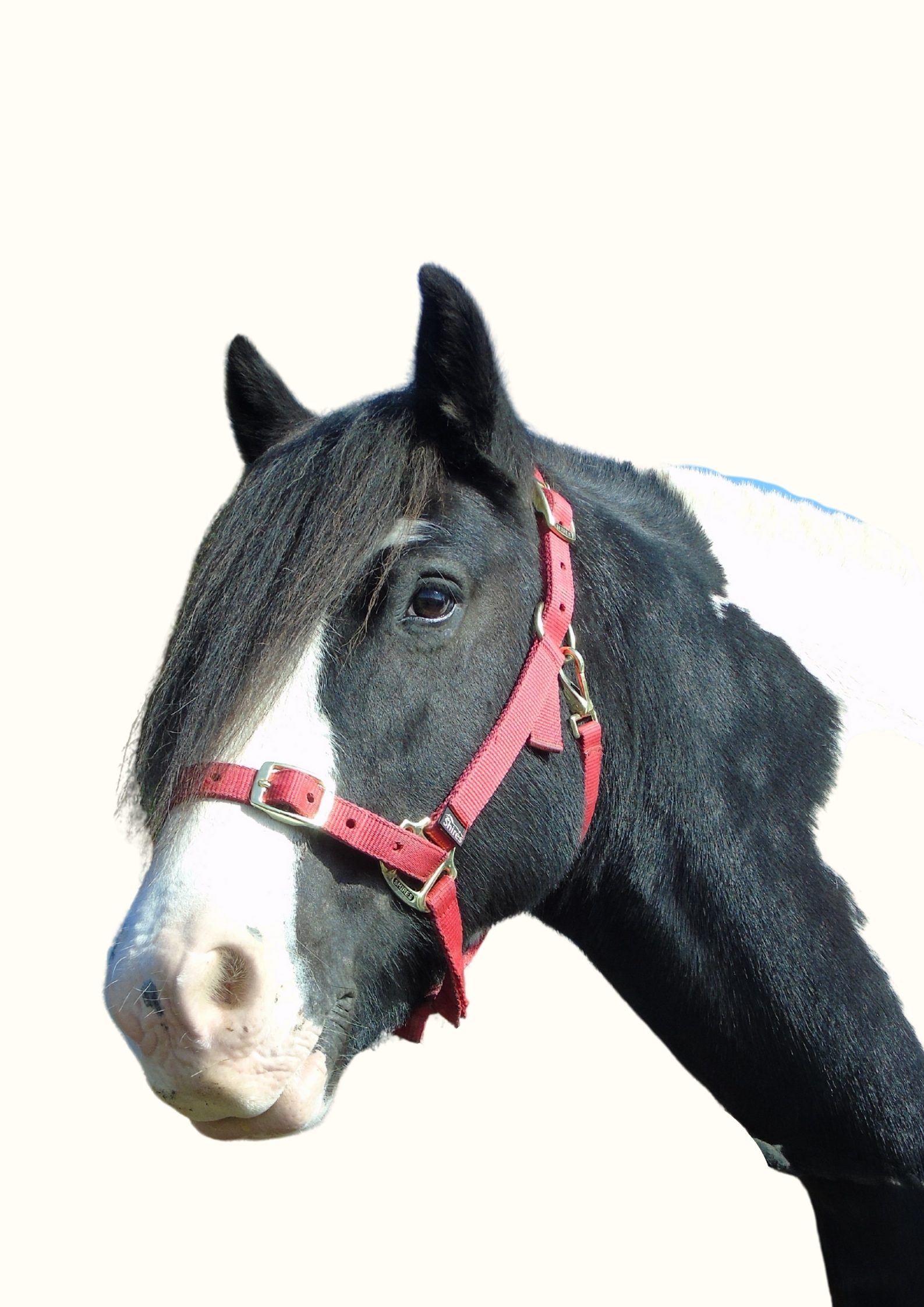 Dougal