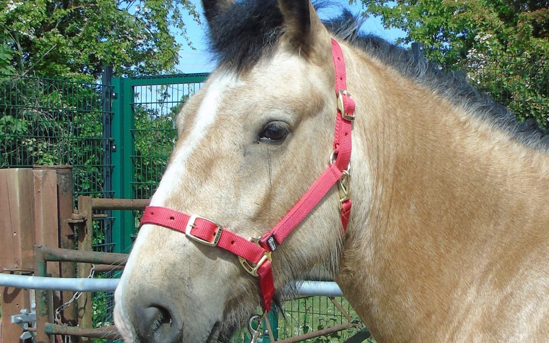 Horse Updates